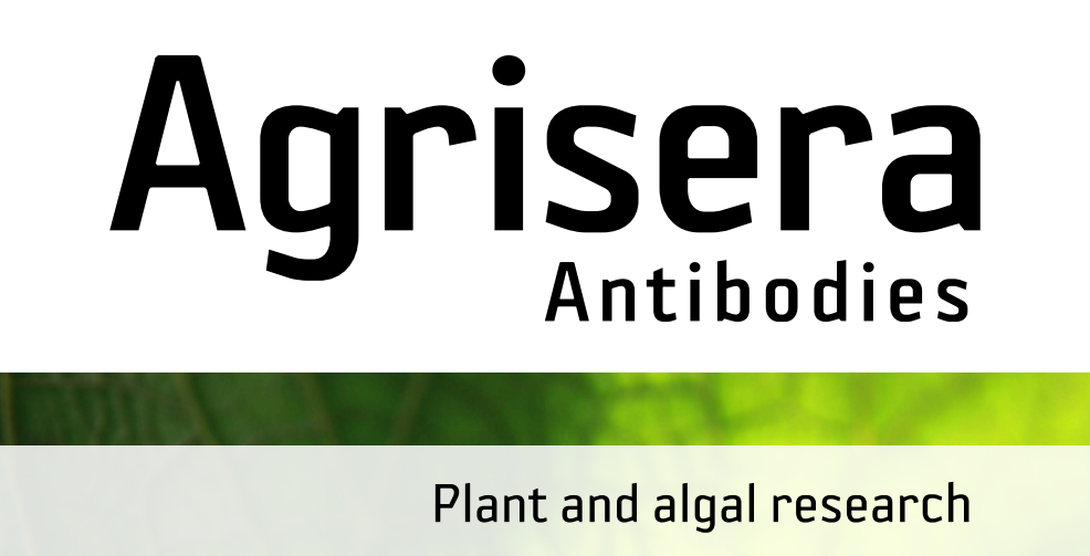 Agrisera MicroRNA相關(guān)研究植物蛋白抗體火熱促銷中！